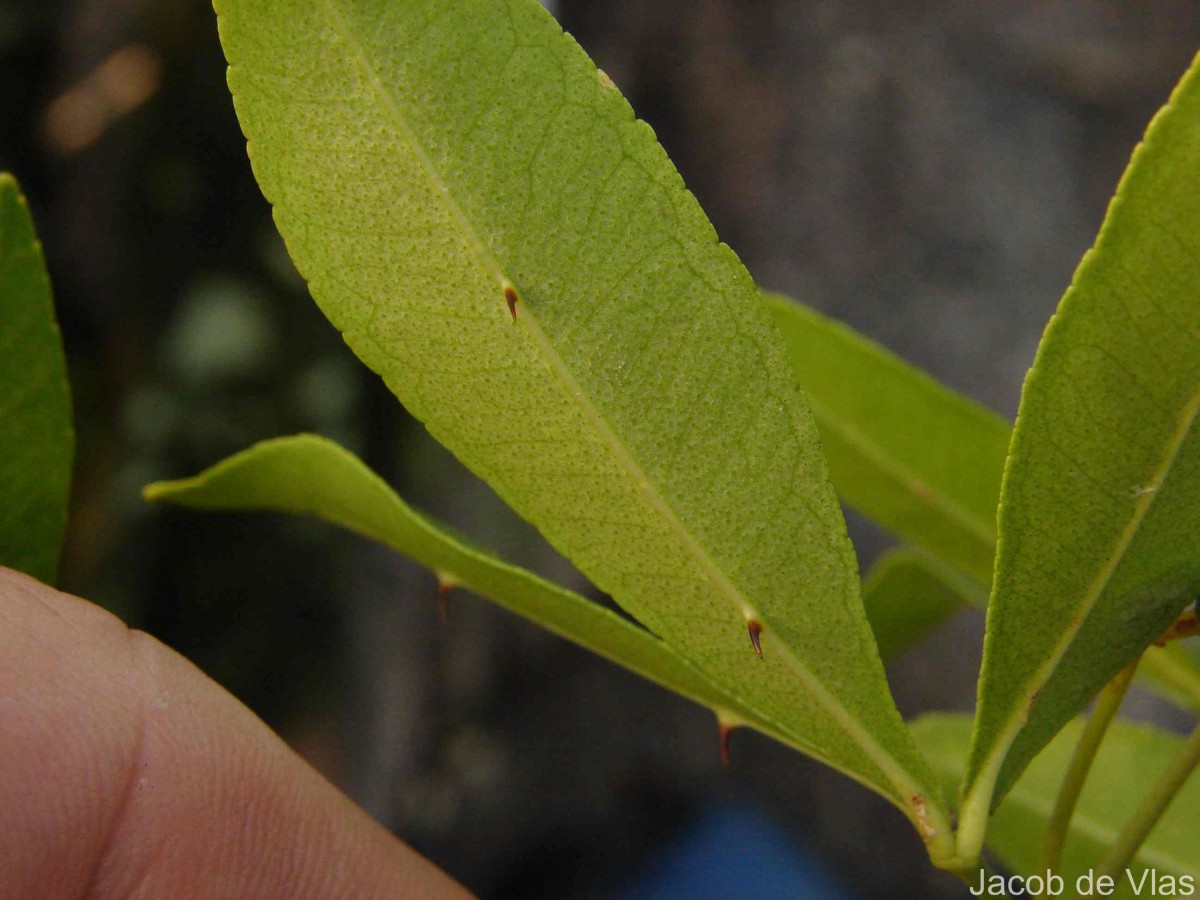 Zanthoxylum asiaticum (L.) Appelhans, Groppo & J.Wen